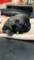 Buzz, a male Pug for sale in Elgin, IL – 3 of 3