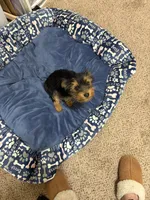 Noel, a female Yorkshire Terrier for sale in Laplace, LA – Photo 1 of 2