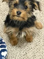 Boy 2, a female Yorkshire Terrier for sale in Laplace, LA – Photo 1 of 2