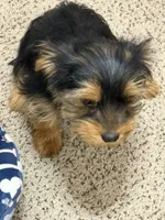 Boy 2, a female Yorkshire Terrier for sale in Laplace, LA – Photo 2 of 2