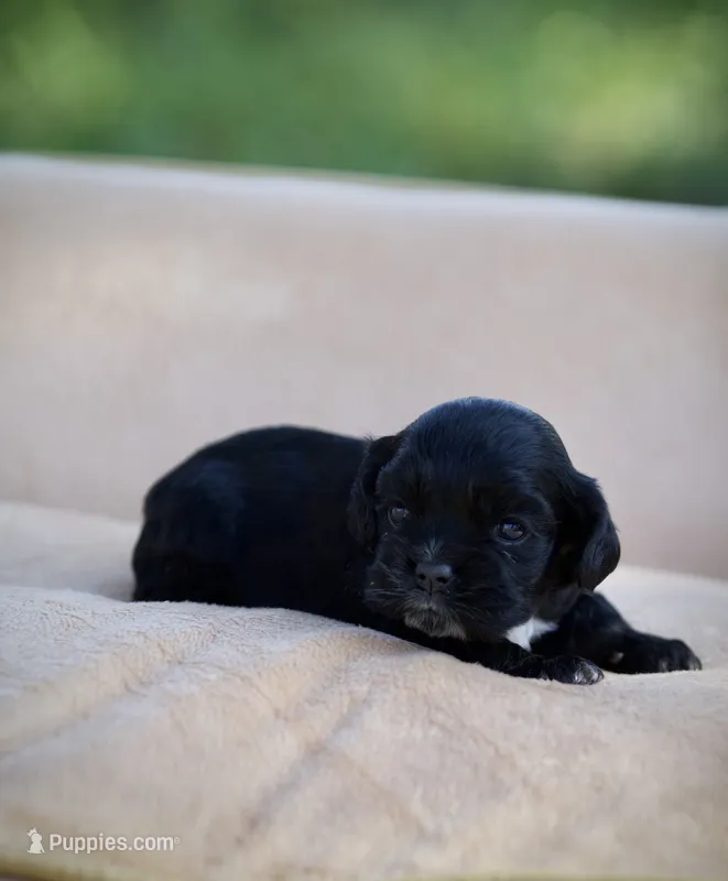 Bonnie – Cocker Spaniel puppy for sale in Seminole, OK