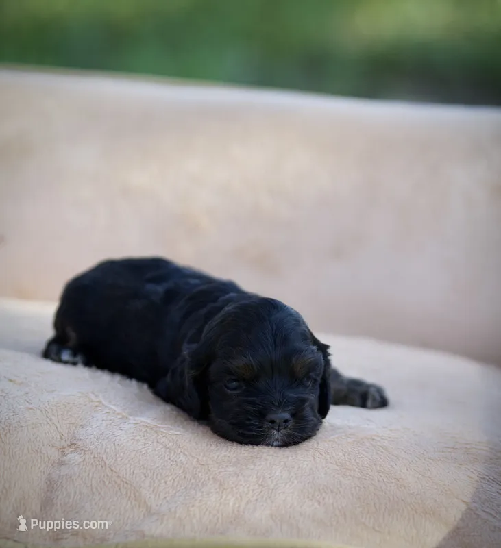 Betty – Cocker Spaniel puppy for sale in Seminole, OK