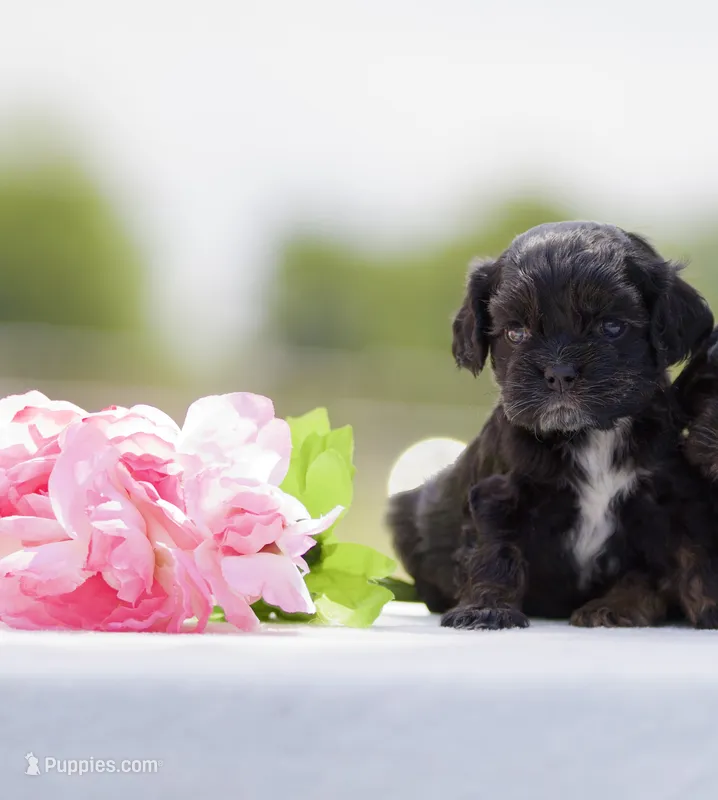 Bonnie – Cocker Spaniel puppy for sale in Seminole, OK