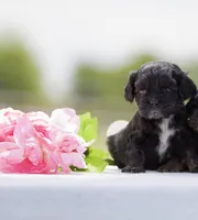 Bonnie, a female Cocker Spaniel for sale in Seminole, OK – 1 of 4
