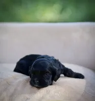 Bonnie, a female Cocker Spaniel for sale in Seminole, OK – 3 of 3