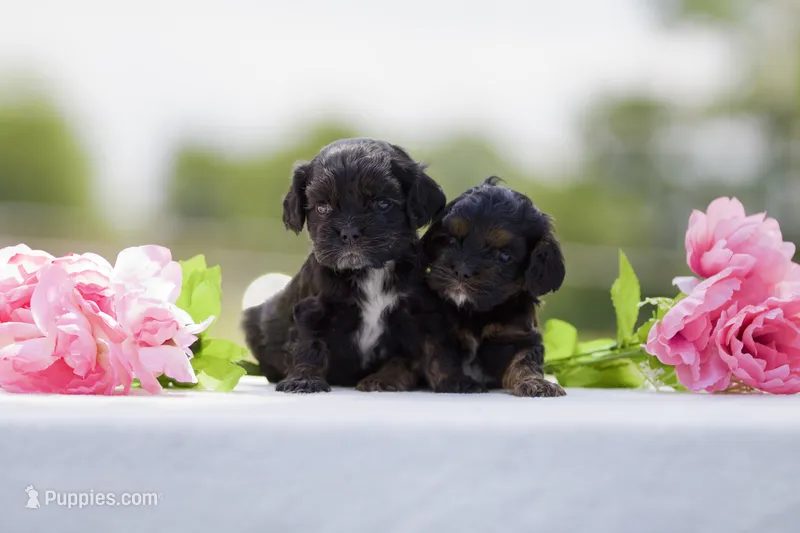 Bonnie – Cocker Spaniel puppy for sale in Seminole, OK