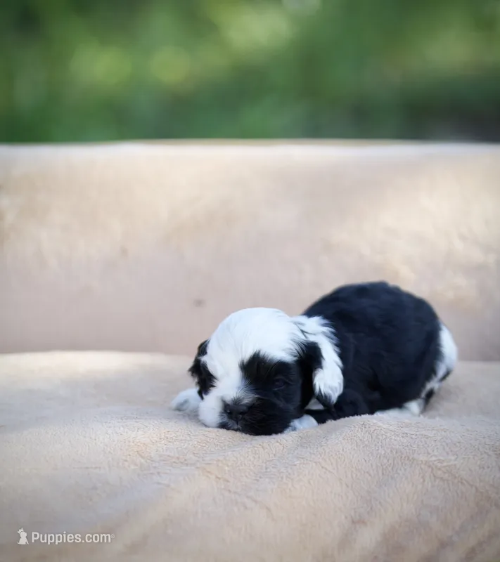 Bandit – Cocker Spaniel puppy for sale in Seminole, OK