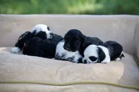 Betty, a female Cocker Spaniel for sale in Seminole, OK – 3 of 3