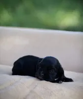 Bonnie, a female Cocker Spaniel for sale in Seminole, OK – 3 of 4