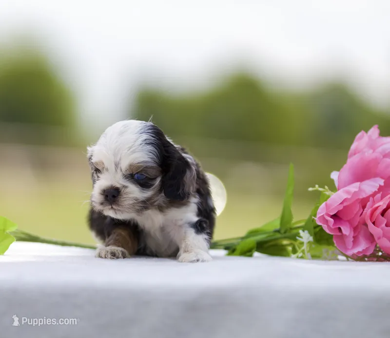 Clyde – Cocker Spaniel puppy for sale in Seminole, OK