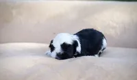 Bandit, a male Cocker Spaniel for sale in Seminole, OK – 2 of 3