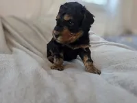 Dexter, a male Bernedoodle for sale in Mc Gaheysville, VA – 5 of 5