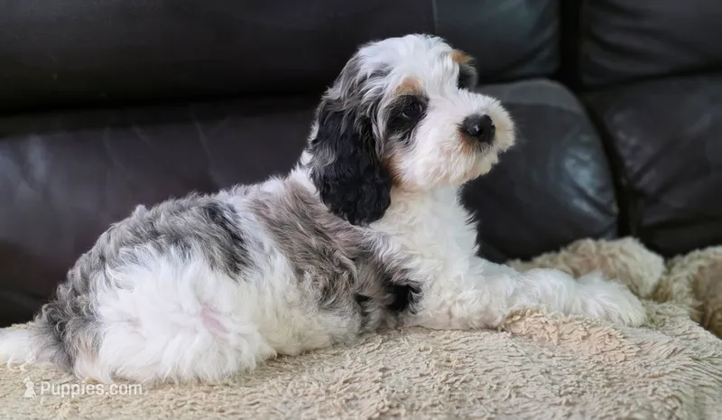 Sailor – Bernedoodle puppy for sale in Mc Gaheysville, VA