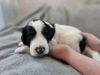 Salem, a male Bernedoodle for sale in Mc Gaheysville, VA – 3 of 4
