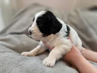 Luna, a female Bernedoodle for sale in Mc Gaheysville, VA – 4 of 4