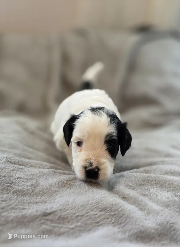 Blair – Bernedoodle puppy for sale in Mc Gaheysville, VA