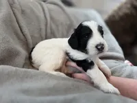 Luna, a female Bernedoodle for sale in Mc Gaheysville, VA – 3 of 4