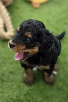 Bali, a female Miniature Bernedoodle for sale in Mc Gaheysville, VA – 3 of 4
