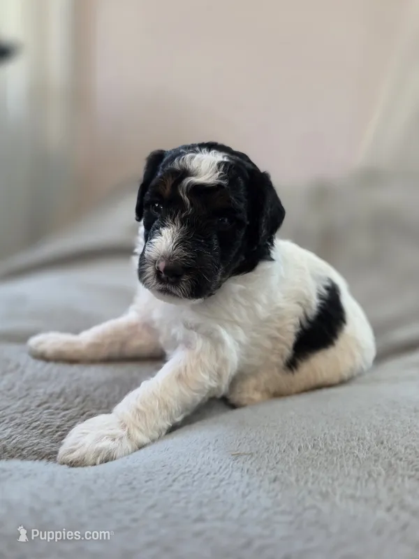 Pumpkin – Bernedoodle puppy for sale in Mc Gaheysville, VA