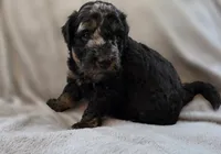 Orion, a male Bernedoodle for sale in Malden, IL – 4 of 5