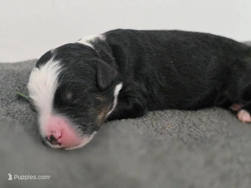 Whiskey – Bernedoodle puppy for sale in Mc Gaheysville, VA