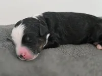 Whiskey, a  Bernedoodle for sale in Mc Gaheysville, VA – 1 of 2