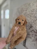 Sandy, a female Miniature Bernedoodle for sale in Mc Gaheysville, VA – 1 of 4