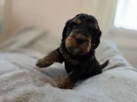 Freddy, a male Bernedoodle for sale in Malden, IL – 2 of 4