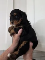 Bali, a female Miniature Bernedoodle for sale in Mc Gaheysville, VA – 2 of 4