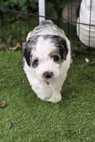 Sailor, a male Bernedoodle for sale in Mc Gaheysville, VA – 3 of 3