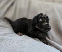 Orion, a male Bernedoodle for sale in Malden, IL – 1 of 5