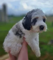 Sailor, a male Bernedoodle for sale in Mc Gaheysville, VA – 2 of 3