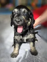 Ginger, a female Bernedoodle for sale in Malden, IL – 2 of 3