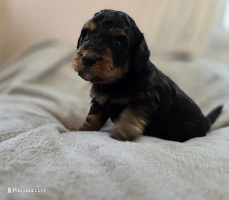 Freddy – Bernedoodle puppy for sale in Mc Gaheysville, VA