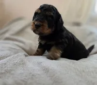 Freddy, a male Bernedoodle for sale in Malden, IL – 1 of 4