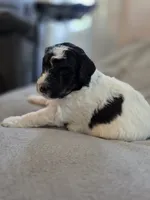 Pumpkin, a female Bernedoodle for sale in Mc Gaheysville, VA – 4 of 5
