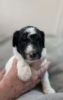 Pumpkin, a female Bernedoodle for sale in Mc Gaheysville, VA – 3 of 5