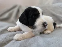 Salem, a male Bernedoodle for sale in Mc Gaheysville, VA – 4 of 4