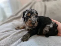 Casper, a male Bernedoodle for sale in Malden, IL – 5 of 5