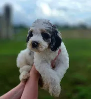 Sailor, a male Bernedoodle for sale in Mc Gaheysville, VA – 1 of 3