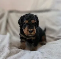 Dexter, a male Bernedoodle for sale in Mc Gaheysville, VA – 1 of 5