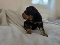 Dexter, a male Bernedoodle for sale in Mc Gaheysville, VA – 3 of 5