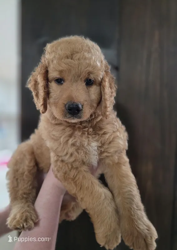 Sandy – Miniature Bernedoodle puppy for sale in Mc Gaheysville, VA