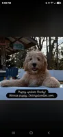 Sandy, a female Miniature Bernedoodle for sale in Mc Gaheysville, VA – 4 of 4
