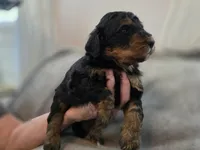 Freddy, a male Bernedoodle for sale in Malden, IL – 4 of 4