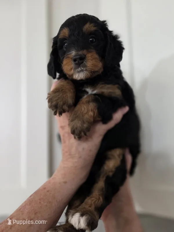 Bali – Miniature Bernedoodle puppy for sale in Mc Gaheysville, VA