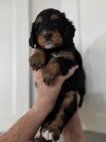 Bali, a female Miniature Bernedoodle for sale in Mc Gaheysville, VA – 1 of 4