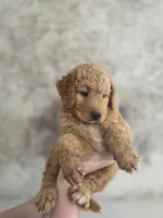 Sandy, a female Miniature Bernedoodle for sale in Mc Gaheysville, VA – 2 of 4