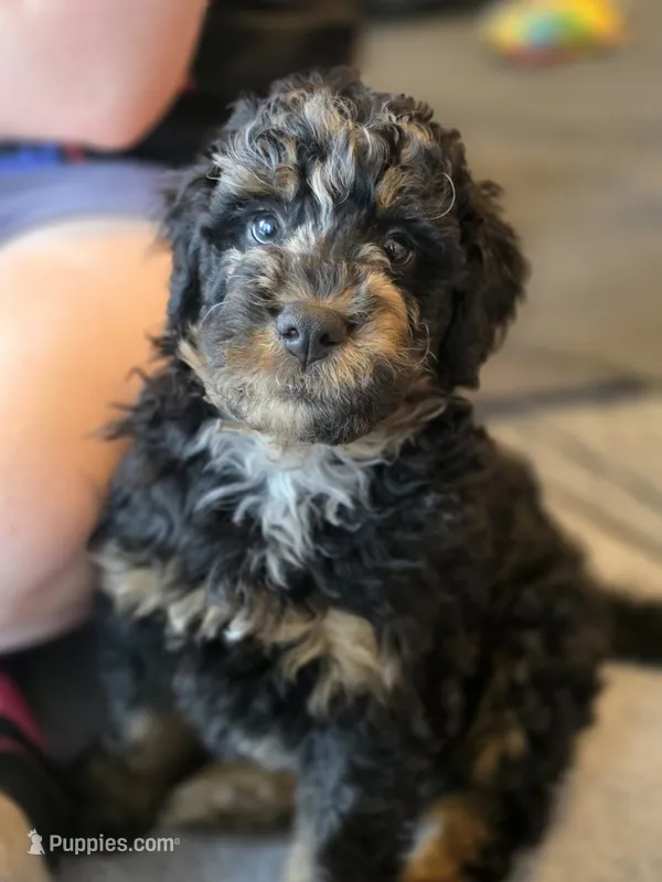 Orion – Bernedoodle puppy for sale in Malden, IL