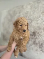 Sandy, a female Miniature Bernedoodle for sale in Mc Gaheysville, VA – 3 of 4